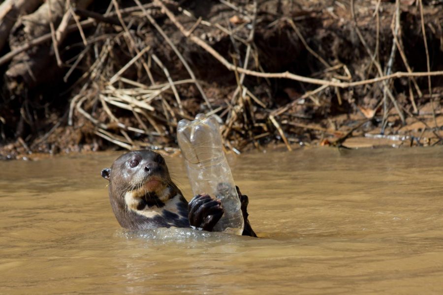 Plastic pollution needs to be fixed to protect animals and humans alike