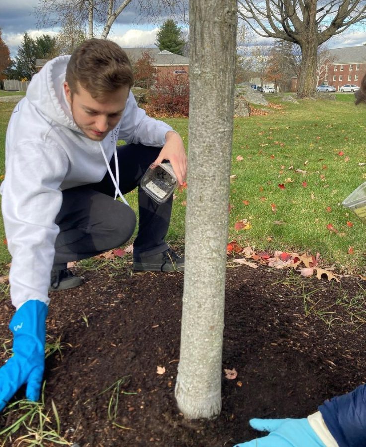 Matt Tobey ‘24 scatters compost around a tree on Alumni Quad